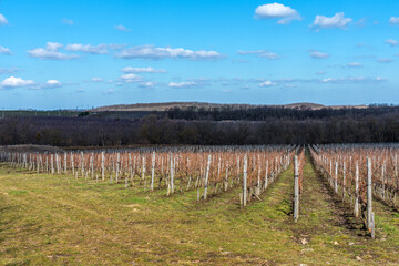 Beautiful panoramic view of the vineyards in the Krasnodar Krai in early spring.