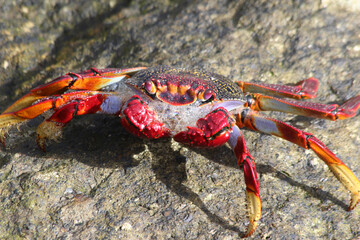 rote_Klippenkrabbe