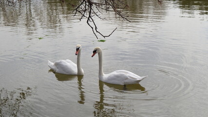 Two beautiful white swans on the surface of the pond in the spring park.