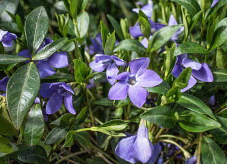 Purple periwinkle flowers