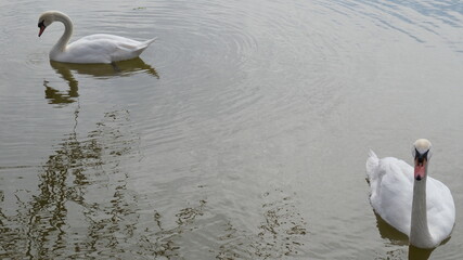 Two beautiful white swans on the surface of the pond in the spring park spread in different directions.