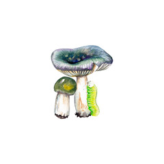 Green Russula woodland mushrooms with caterpillar. Realistic natural illustration of summer forest life. Watercolor hand painted isolated elements on white background.