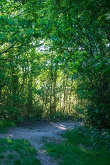 Fototapeta premium path in the forest