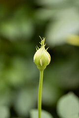 bud of a flower