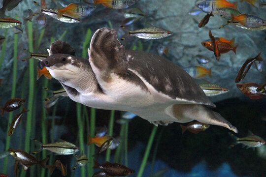 Papua-Weichschildkroete