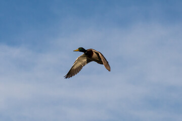 Patos volando con sobre cielo azul y montañas