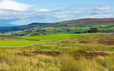 Carlton-in-Coverdale,  Yorkshire Dales, UK.  A panoramic view over the heather covered grouse moors in Summer.  Rolling green fields, purple heather and drystone walling. Horizontal.  Space for copy.