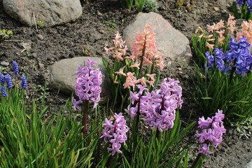 Fioletowe, beżowe i różowe kwiaty ogrodowe © Krzysztof