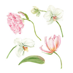 Naklejka na ściany i meble set of watercolor delicate flowers pink tulips and white orchids isolated on white background hand painted