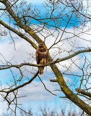 Alles im Blick: Greifvogel auf dem Ansitz im Kottenforst bei Bonn