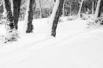 Snow covered forest ground at winter