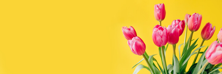 Fresh tulip flowers on a yellow background. Bright spring background. Copy space for text.