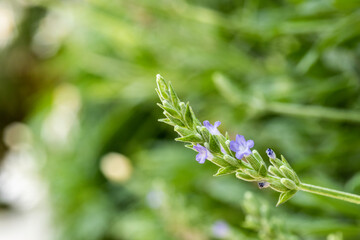 close up of lavender