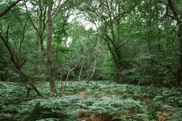 trees in the woods