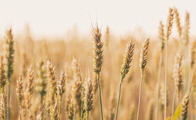 The field with wheat on sunset