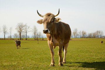Cow with horns stands in the pasture. Low shot. Day. Without cattle, man would not have cow's milk, its meat and cheese and cottage cheese. 