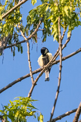 great tit in a tree