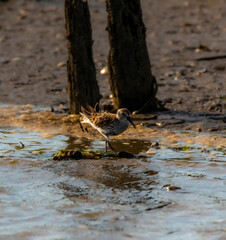 bird on a log