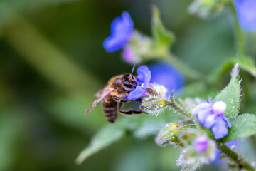 bee on flower