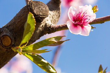 blooming peach trees on blue sky background