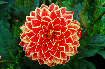 Macro shot of a brightly colored dahlia in the sunlight.