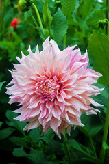 Macro shot of a brightly colored dahlia in the sunlight.