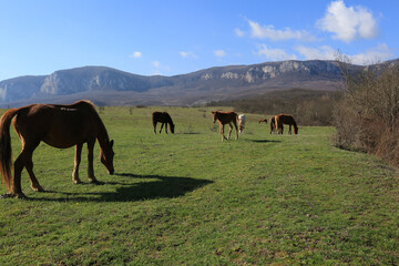 Obraz premium Beautiful view of horses grazing on green hills in the mountain valley of Crimea