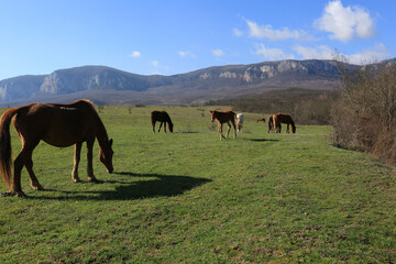 Beautiful view of horses grazing on green hills in the mountain valley of Crimea
