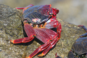 rote_Klippenkrabbe