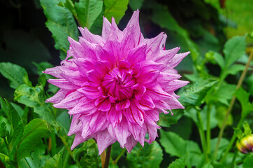 Macro shot of a brightly colored dahlia in the sunlight.