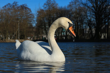Lake with a white swan