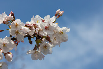 桜