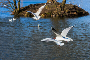 Ivory and pale gray gulls in flight over other gulls