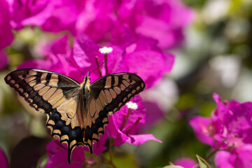 Butterfly on Pink Bougainvillea plant.