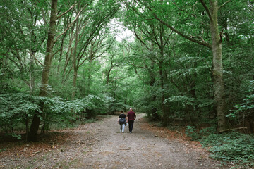 Fototapeta premium walk in the woods