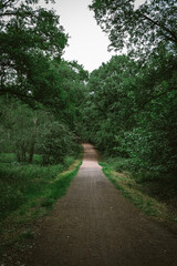 Obraz premium road in the forest