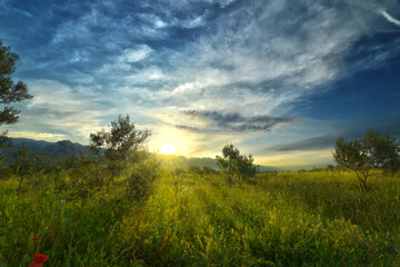 Sunrise at olive groin in paklenica starigrad croatia backlight on meadow