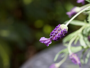 Close up of beautiful butterfly lavender bloom with copy space
