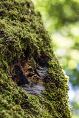 moss on tree