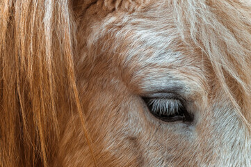 Close-up of a horse head with focus on the eye and long eyelashes