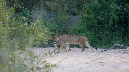a Lioness with her cubs