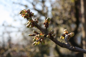 knospen der apfelblüten