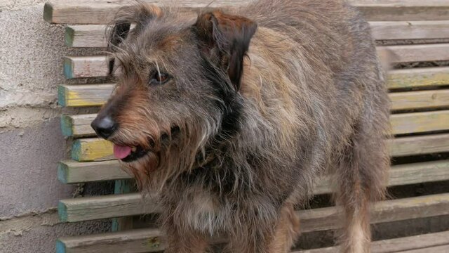 Street homeless mongrel shelter. A dog sits on wooden bench outdoor. Care for long fur animals. Combs for pets. Love, supportng, caring, puppies adoption concept. 