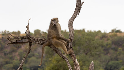 Big male chacma baboon on the lookout