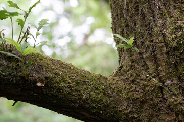 Obraz premium moss on a tree