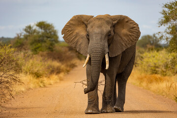 Fototapeta na wymiar Big bull African elephant in the road