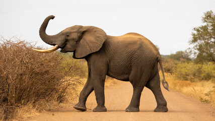 Big bull African elephant in the road