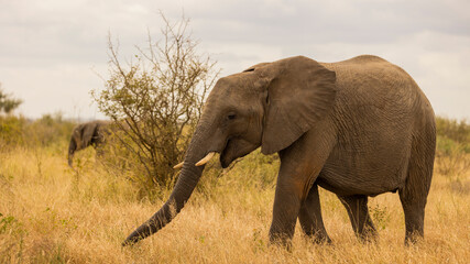 African elephant cow grazing in the wild