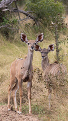 Two young kudu calves in the wild 