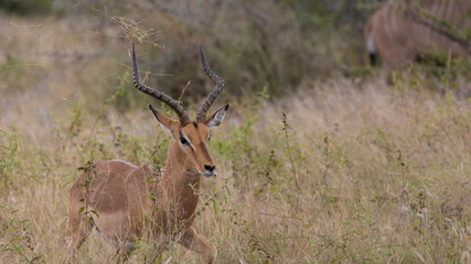 Naklejka na ściany i meble Male impala flicking up the grass with his horns.